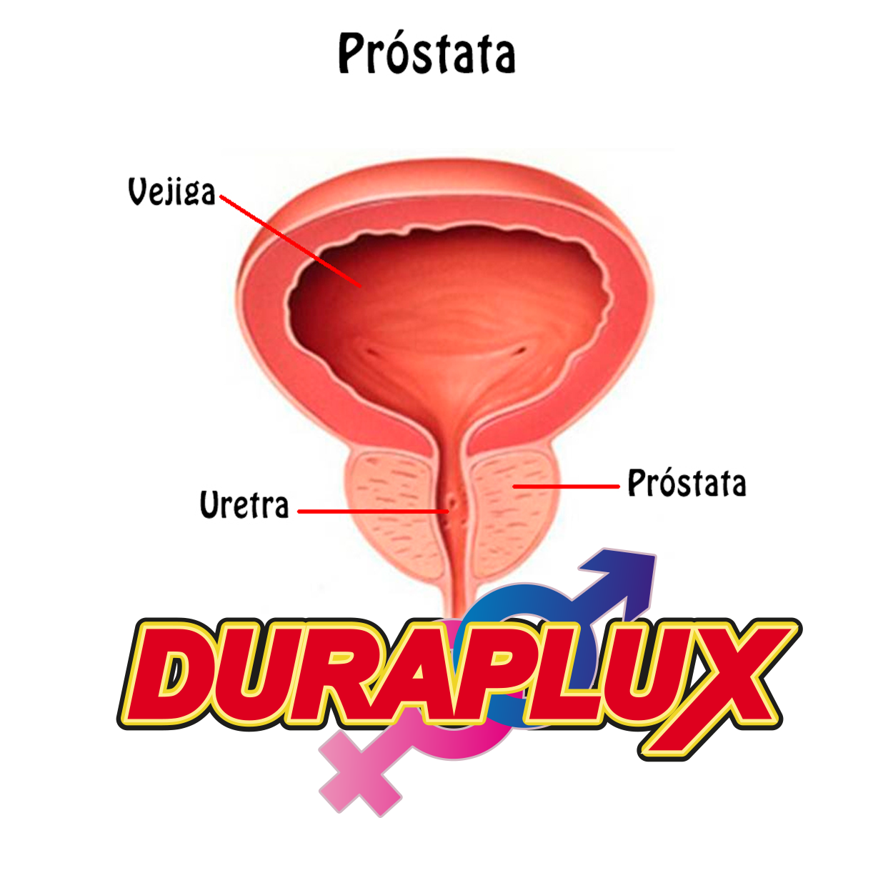 ¿qué Es Y Para Qué Sirve La Próstata Durapluxemk 4508